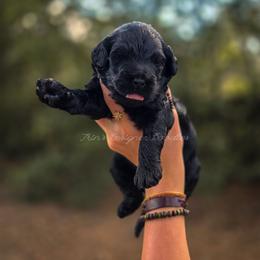 Prosa - Black female Goldendoodle puppy in Centreville, Mississippi from Trin's Designer Doodles