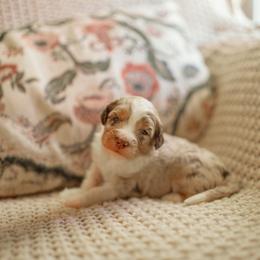 Whisper - Brown merle male Aussiedoodle puppy in Inman, South Carolina from Dark Corner Doodles