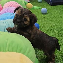 Joy.Jolene - Brindle and white female Shorkie puppy in Aurora, Missouri from KnJ Precious Paws LLC