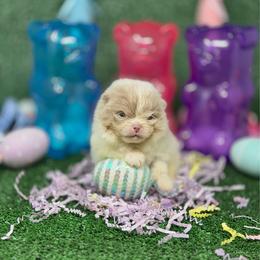 Combo - Lavender male Pomeranian puppy in Stockton, California from Pommiepalace