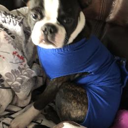 Boston Terrier Puppies from Boston Kup Breeders
