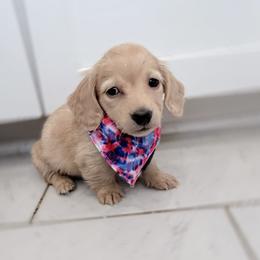 Cutter ee red longhair - Red male Dachshund puppy in Richmond, Virginia from Irresistible Dachshunds & Cavaliers