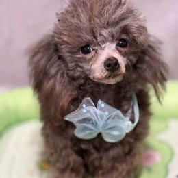 Silver 3 lb - Silver male Poodle puppy in California from Yorkie & Maltese Royalty