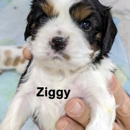 Cavalier King Charles Spaniel Puppies from Poor Ridge Ranch