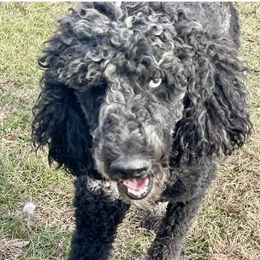 Asher - Poodle