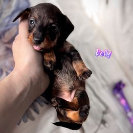 Dolly - Wild boar female Dachshund puppy in Wooldridge, Missouri from Royal Bloodline Canines
