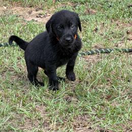 Ash - Black male Labrador Retriever puppy in Carriere, Mississippi from Cajun Water Retrievers
