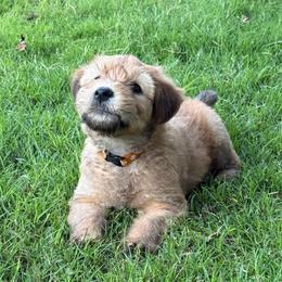 Orange - Wheaten male Soft Coated Wheaten Terrier puppy in Gordonville, Texas from Serenity Valley Wheatens