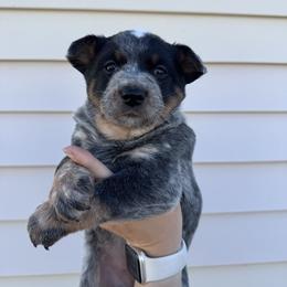 Runner - Blue mottled female Australian Cattle Dog puppy in Oberlin, Kansas from Hangin R Kennels