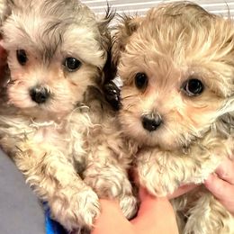 Maltipoo puppies from LMC Pups