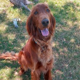 Marilyn - Irish Setter