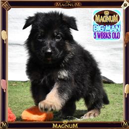 MAGNUM -- IS PURE QUALITY - Black and tan male German Shepherd puppy in Murrieta, California from Diamond Oaks German Shepherds