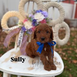 James P. Sullivan - Red  male Goldendoodle puppy in Herriman, Utah from Gypsi Doodles & Poodles LLC.