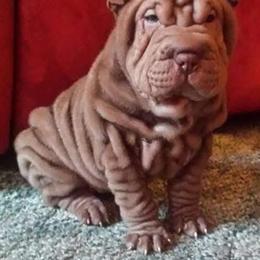 Chinese Shar-Pei Puppies from DCSHARPEI