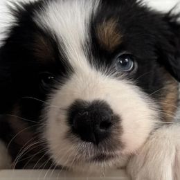 Australian Shepherds from R and B Aussies