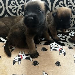Belgian Malinois Puppies from Care 2 Protect
