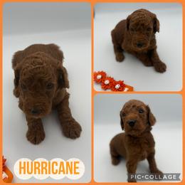 Hurricane - Red  male Poodle puppy in Mount Vernon, Illinois from AMC Poodles