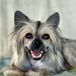 Baby Baleigh - Chinese Crested