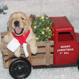 Golden Retrievers from Pennys Goldens