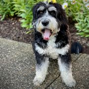 Barbado da Terceira Puppies from Bearded Smile Kennel