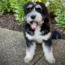 Barbado da Terceira Puppies from Bearded Smile Kennel