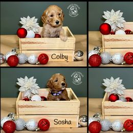 Goldendoodle Puppies from Mandi's Doodles