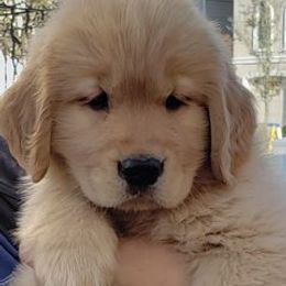 Golden Retriever Puppies from Goldenway Goldens