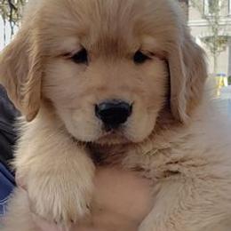 Golden Retriever Puppies from Goldenway Goldens