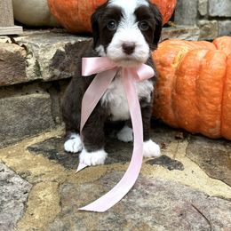 Lucy - Chocolate female Australian Labradoodle puppy in Trussville, Alabama from Cahaba Doodles