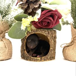 Faith - Black and tan female Yorkshire Terrier puppy in Hastings, Nebraska from Promise Land Pets