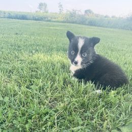 Koe - Black and white male American Corgi puppy in Bloomfield, Iowa from Beebe’s Corgis | Seven B Corgi Co