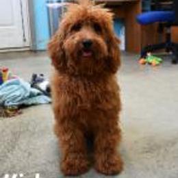 KIRBY - Goldendoodle