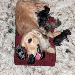 Dachshund Puppies from Mainely Doxies
