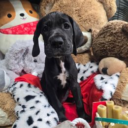Piper - Black female Great Dane puppy in Gainesville, Florida from Your Cuddly Companions