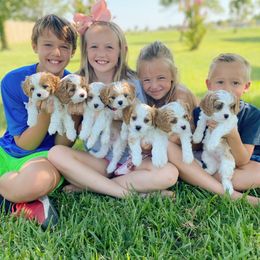 Cavapoos and Goldendoodles from Home Grown Puppies