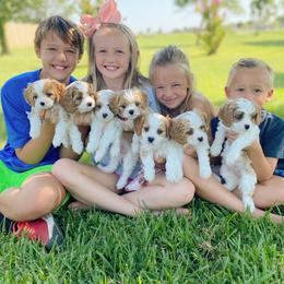 Cavapoos and Goldendoodles from Home Grown Puppies