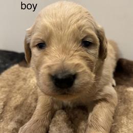 Gray boy - Light golden male Golden Retriever puppy in Buchanan, Georgia from Morgan’s Heart of Gold Retrievers