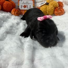 Kiwi - Black female Dachshund puppy in Mansfield, Missouri from Owens Farm