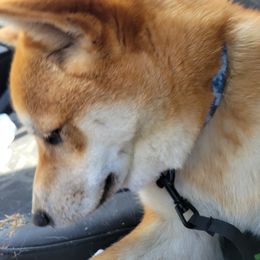 Hachi - Shiba Inu