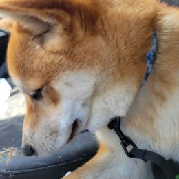 Hachi - Shiba Inu
