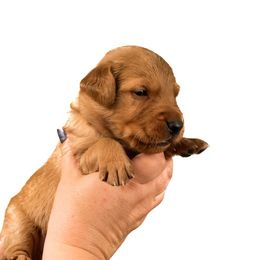 Golden Retriever Puppies from Elm Hollow Golden Retreivers