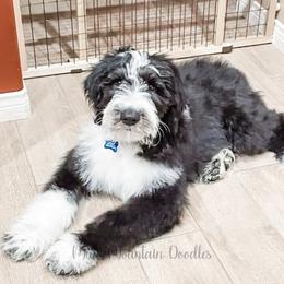 Double Doodle, Labradoodle, and Sheepadoodle Puppies from Mule Mountain Doodles