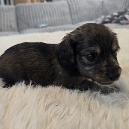 Boy 2 - Cream male Dachshund puppy in Price, Utah from Stone Kennels