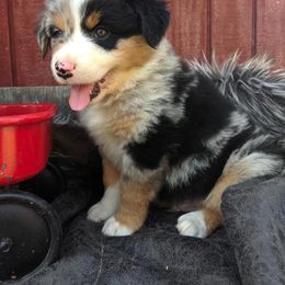 Australian Shepherd Puppies from Rockin' Aussies