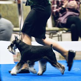 Tina - Miniature Schnauzer