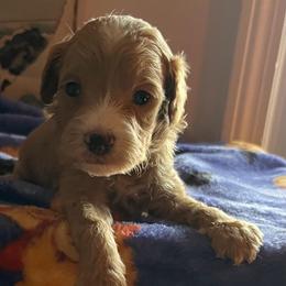 Mocha - Red  male Goldendoodle puppy in Cumberland, Rhode Island from minigoldendoodlesofRI