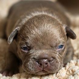 Billi - Blue fawn male French Bulldog puppy in Tulsa, Oklahoma from Hart's Chihuahuas
