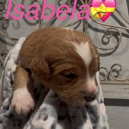 Isabela - Apricot female Goldendoodle puppy in Orlando, Florida from Island Doodle Co. - Goldendoodles Raised with Love