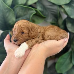 Camellia (Purple) - Red  female Goldendoodle puppy in Payson, Utah from Life_on. Paws
