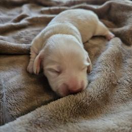 Boy 2 - Cream male Dachshund puppy in Lebanon, Oregon from Willow Moons Dachshunds